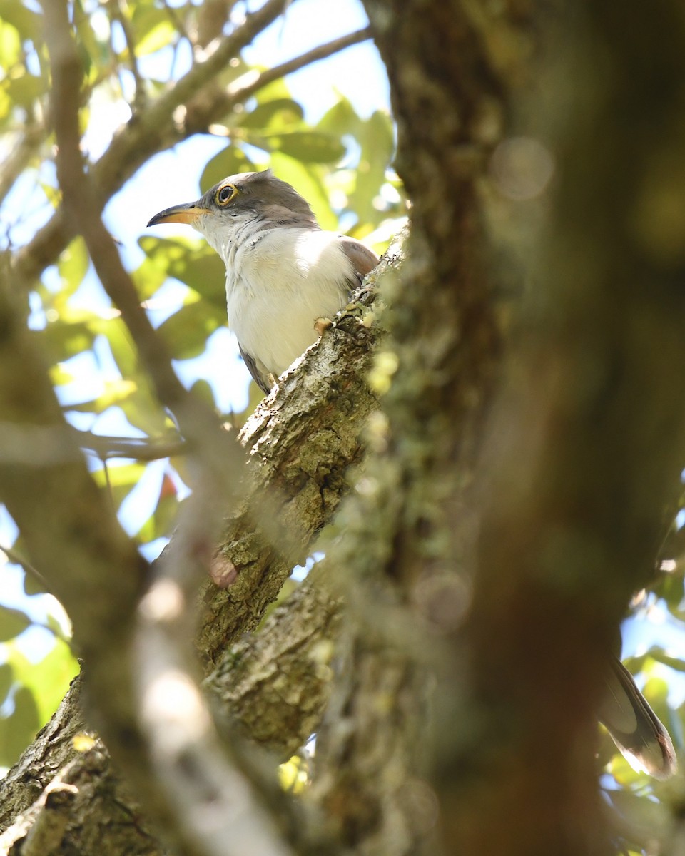 Yellow-billed Cuckoo - ML623168411