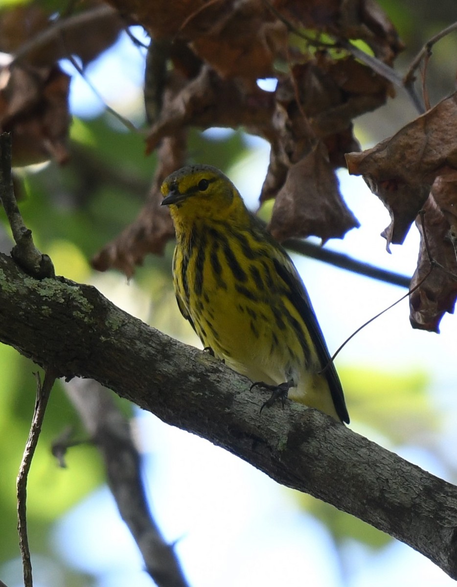 Cape May Warbler - ML623168418