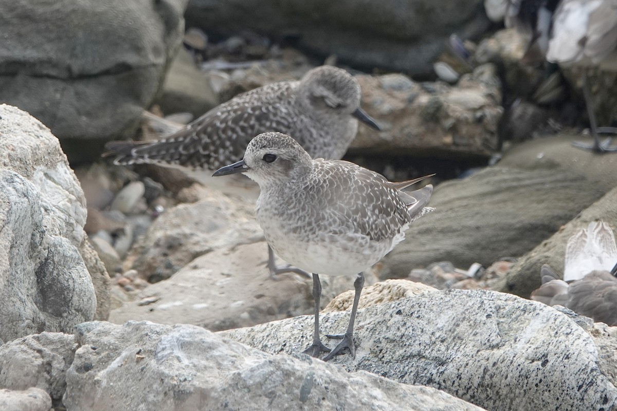 Black-bellied Plover - ML623168427