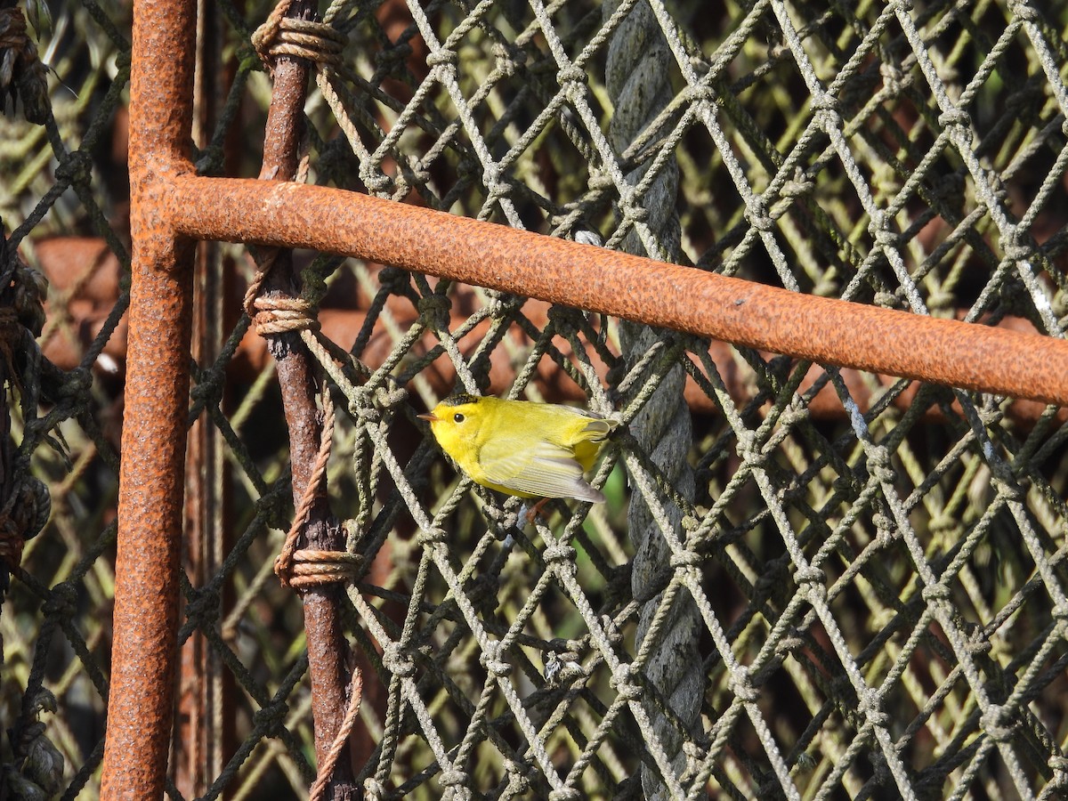 Wilson's Warbler - ML623168428