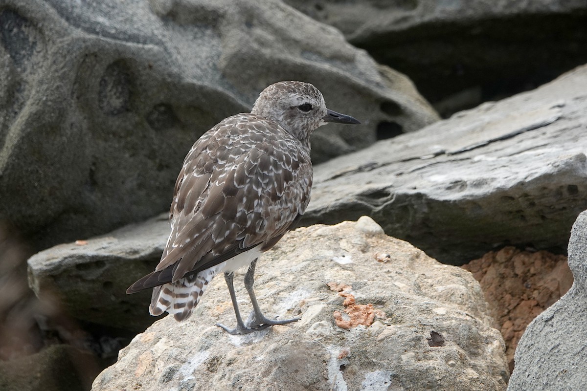 Black-bellied Plover - ML623168463