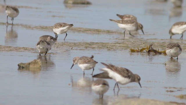 White-rumped Sandpiper - ML623168476