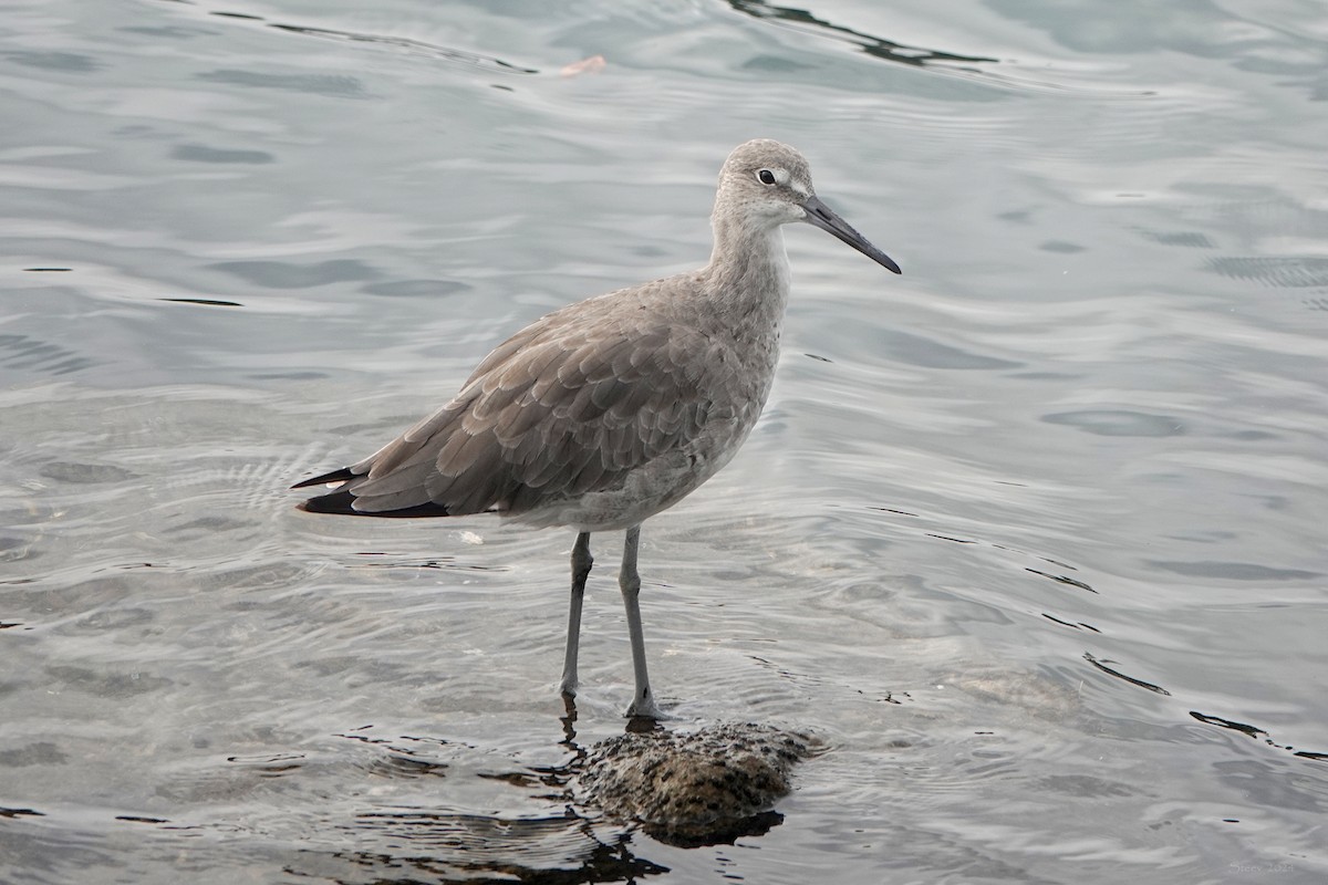 Willet - ML623168488