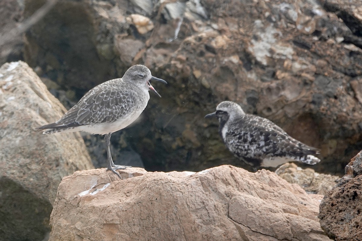 Black-bellied Plover - ML623168528