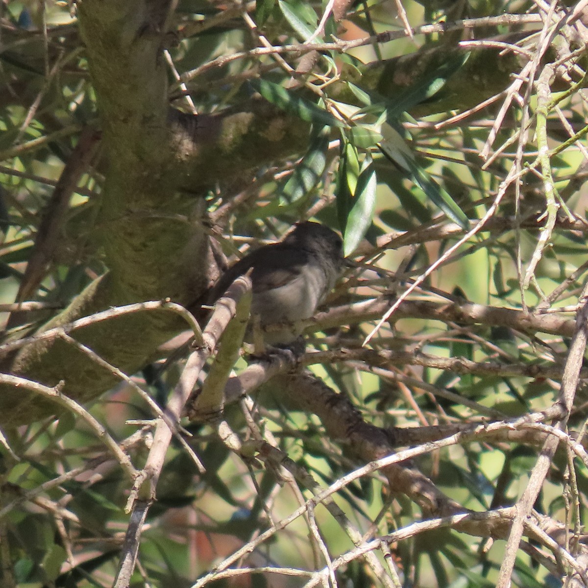 Oak Titmouse - ML623168556