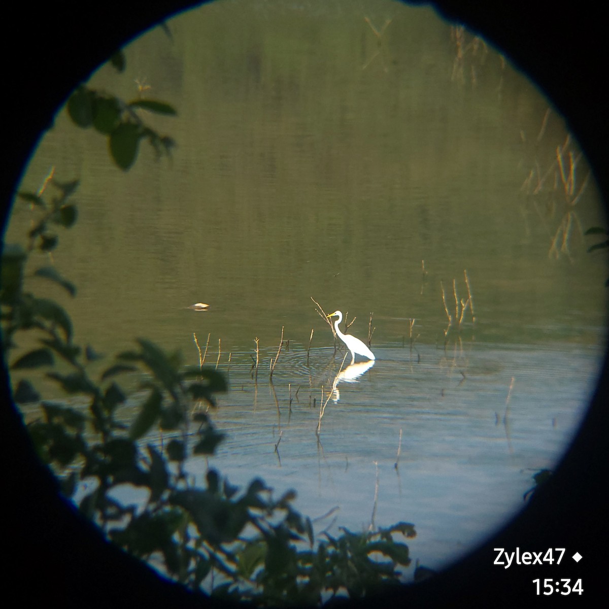 Medium Egret - Dusky Thrush (Zylex47)