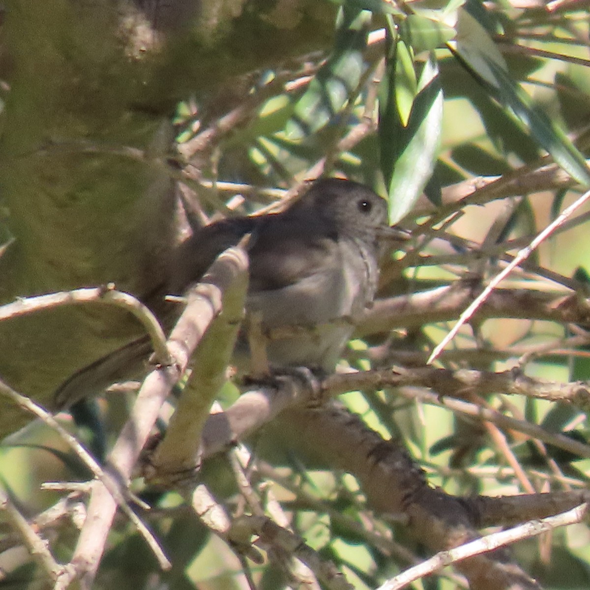 Oak Titmouse - ML623168591