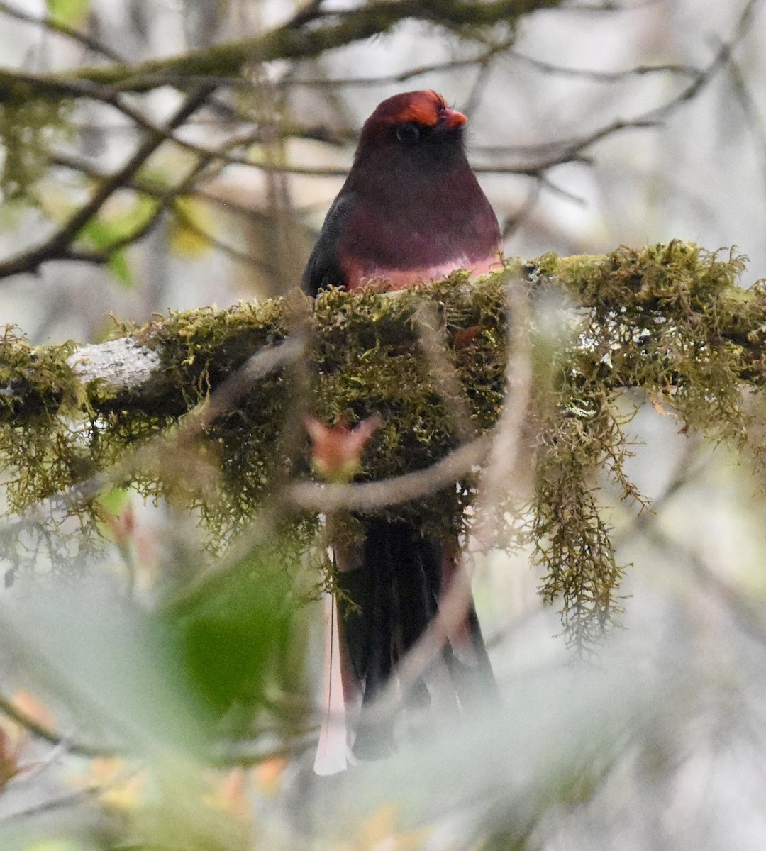 Ward's Trogon - ML623168611