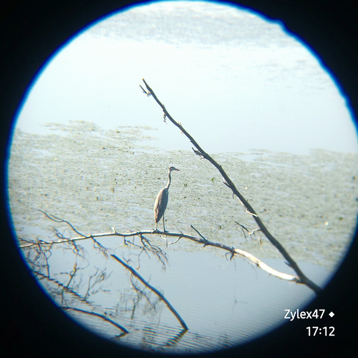 Gray Heron (Gray) - Dusky Thrush (Zylex47)