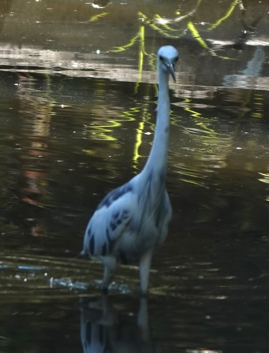 Little Blue Heron x Snowy Egret (hybrid) - ML623168620