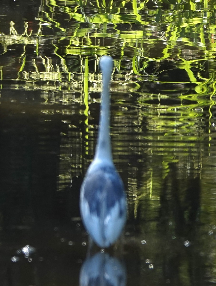 Little Blue Heron x Snowy Egret (hybrid) - ML623168622