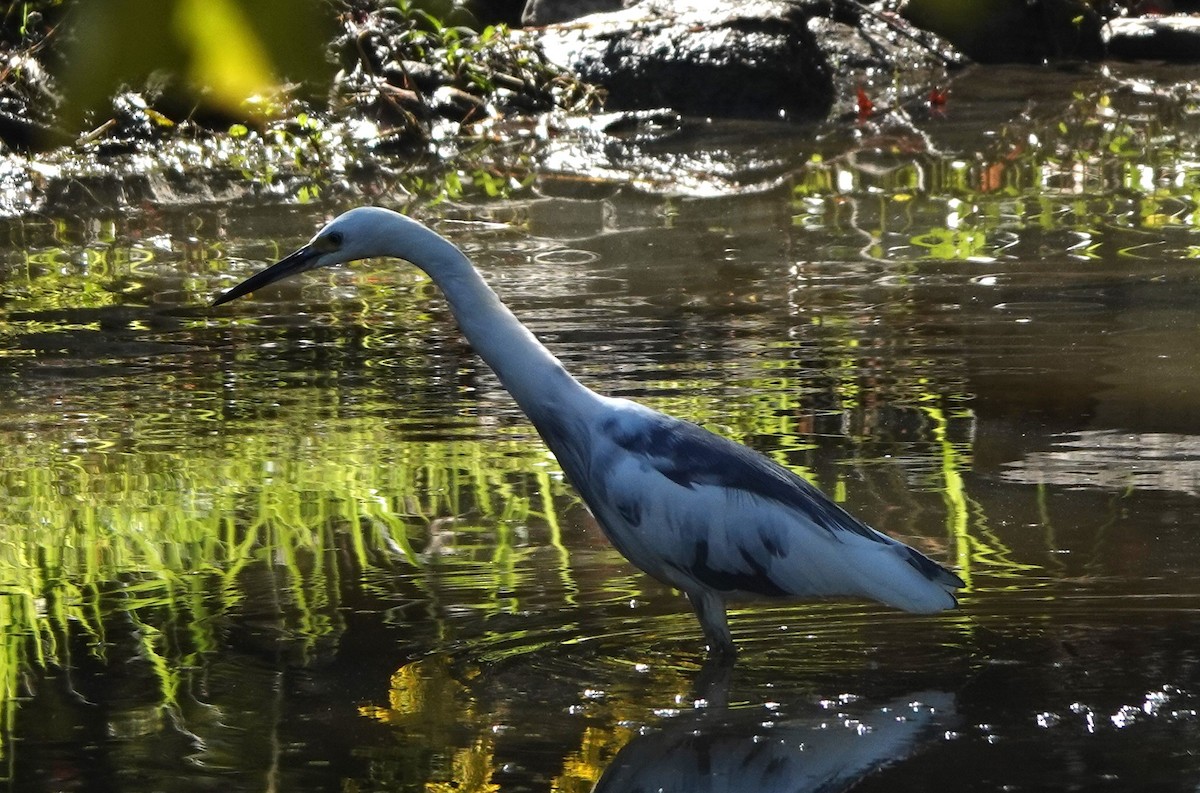 Little Blue Heron x Snowy Egret (hybrid) - ML623168643