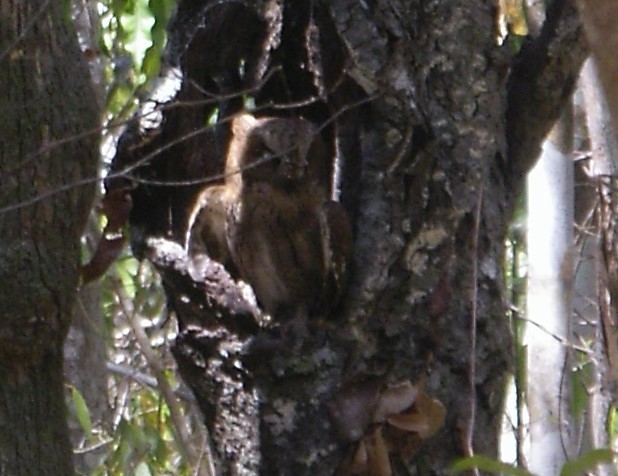 Madagascar Scops-Owl (Torotoroka) - ML623168660