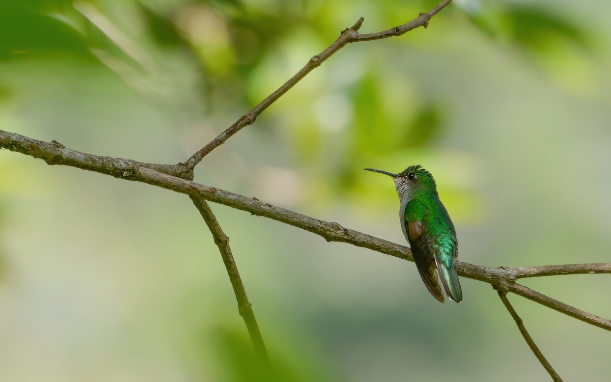 Blue-capped Hummingbird - ML623168703