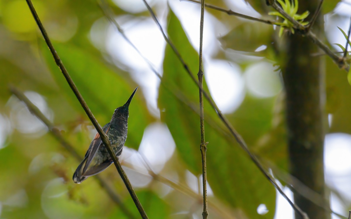 Blue-capped Hummingbird - ML623168704