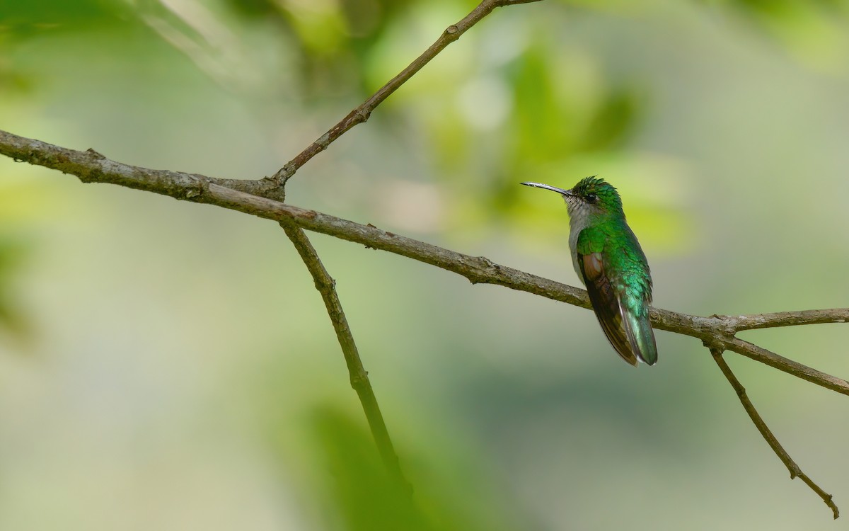 Blue-capped Hummingbird - ML623168705