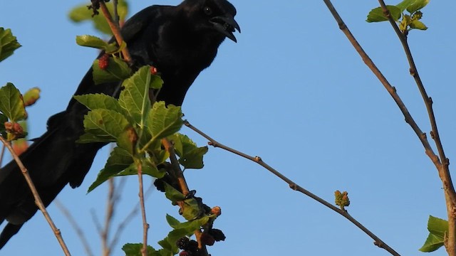 Boat-tailed Grackle - ML623168709