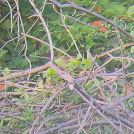 Chestnut-capped Babbler - ML623168808