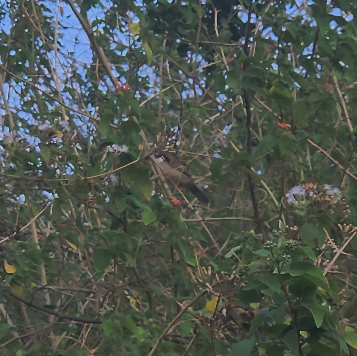 Chestnut-capped Babbler - ML623168809