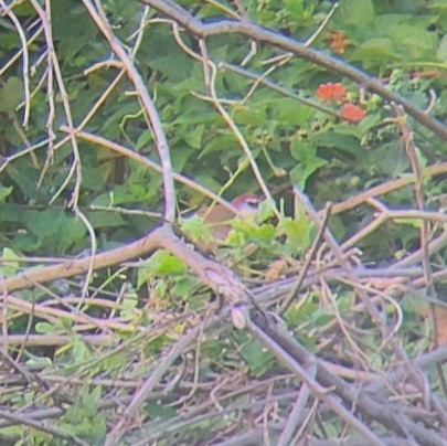 Chestnut-capped Babbler - ML623168810