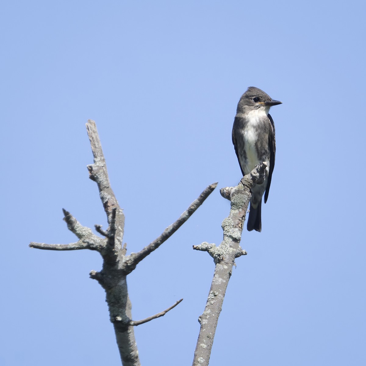 Olive-sided Flycatcher - ML623168812