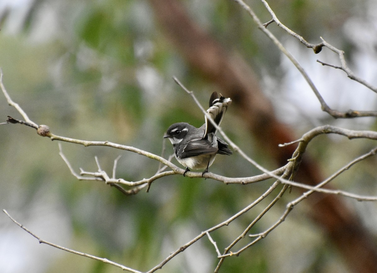 Gray Fantail - ML623168839