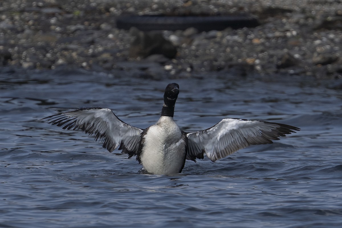 Plongeon huard - ML623168892