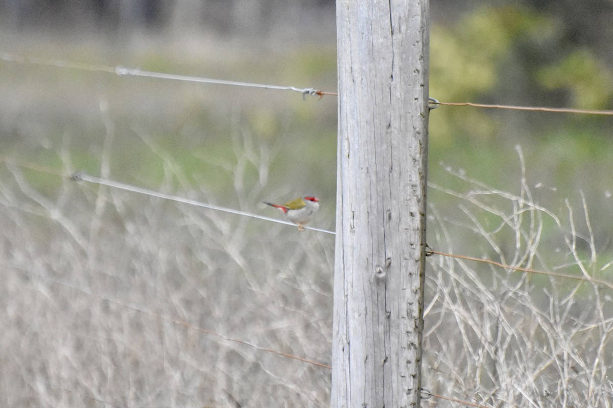 Red-browed Firetail - ML623168943