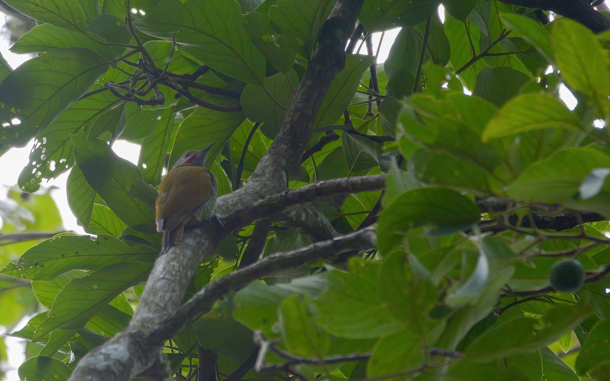 Gray-crowned Woodpecker - Luis Trinchan