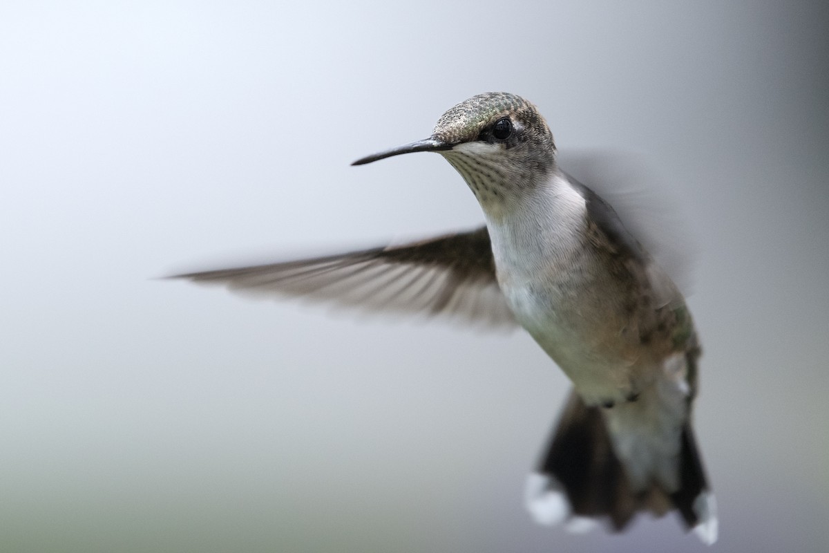 Ruby-throated Hummingbird - ML623168956