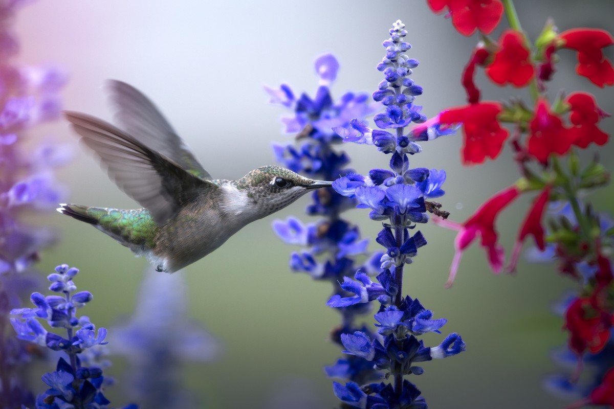 Ruby-throated Hummingbird - ML623168957