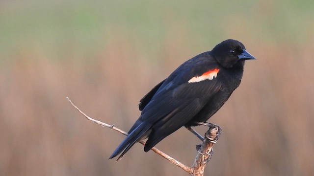 Red-winged Blackbird - ML623168969