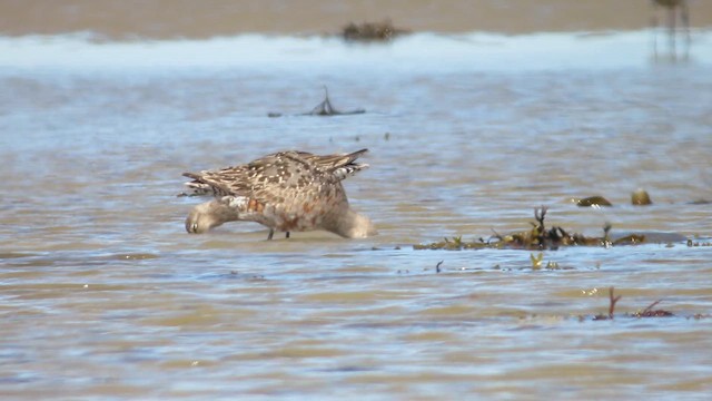 Hudsonian Godwit - ML623168977