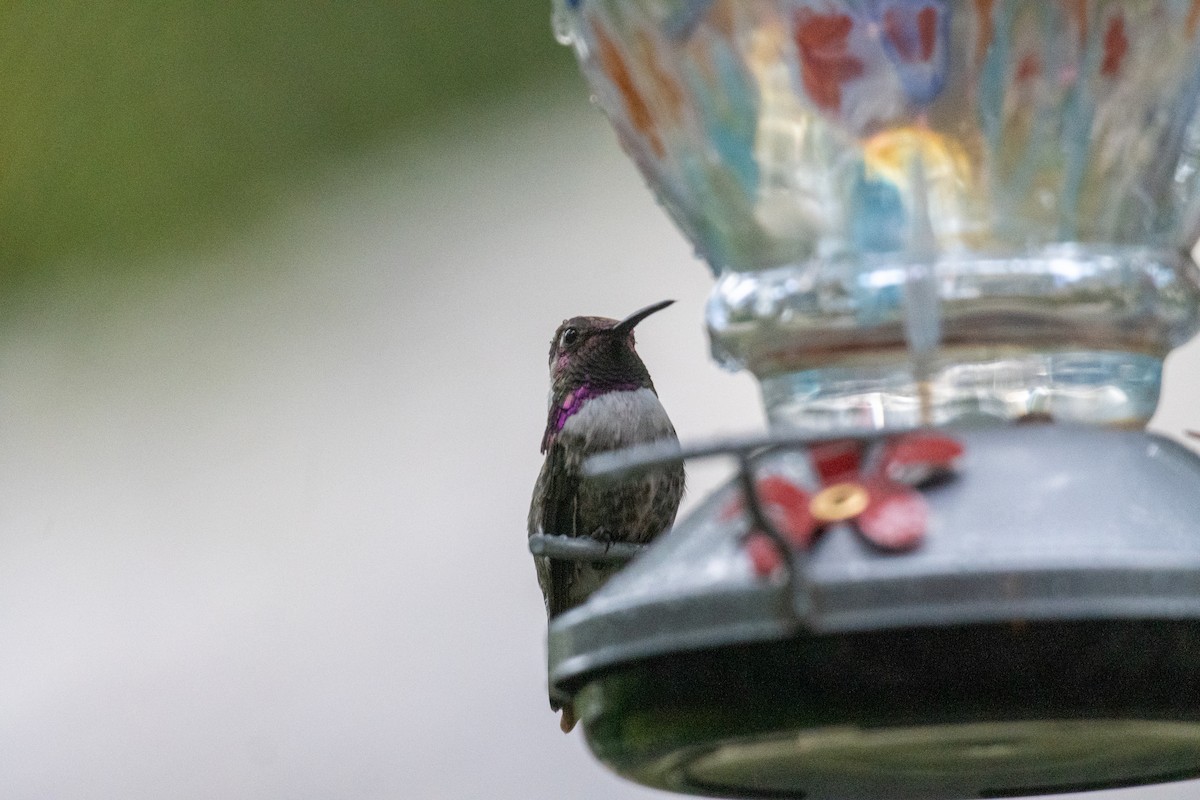 Costa's Hummingbird - ML623169044