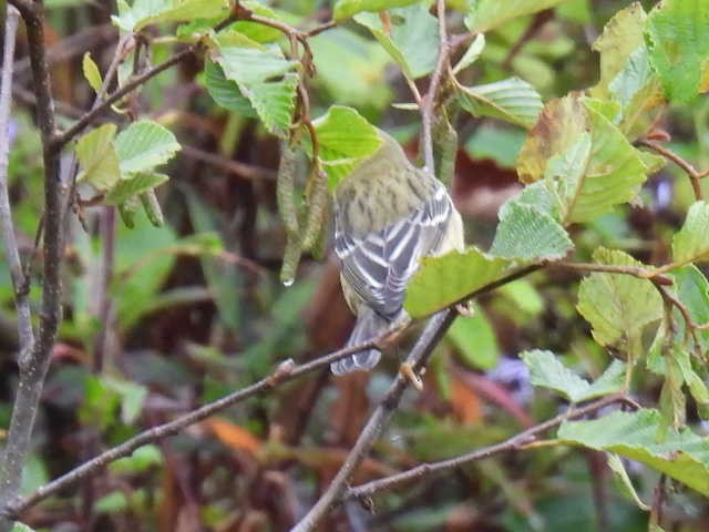 Blackpoll Warbler - ML623169079