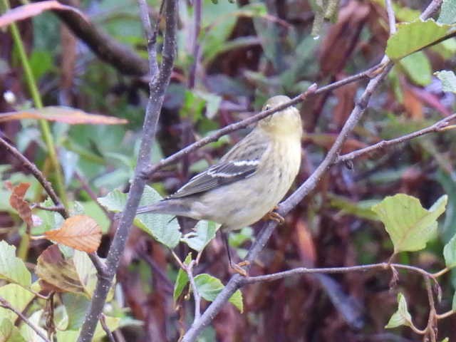 Blackpoll Warbler - ML623169080