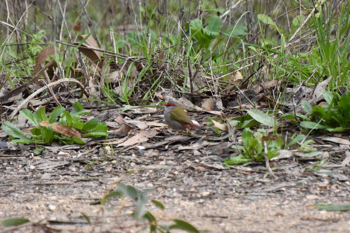 Red-browed Firetail - ML623169125