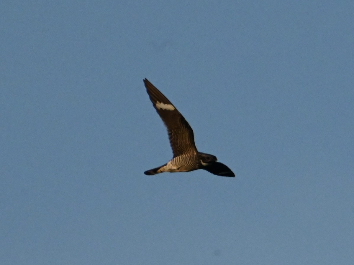 Common Nighthawk - ML623169147