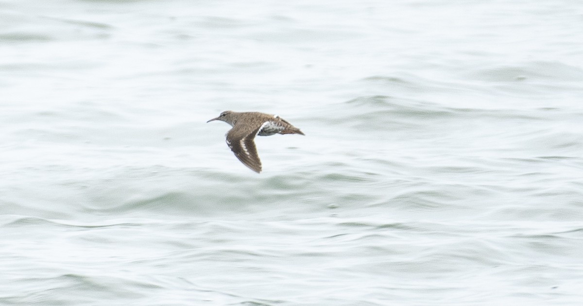 Spotted Sandpiper - ML623169151