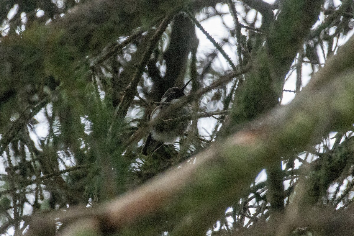 Costa's Hummingbird - ML623169152