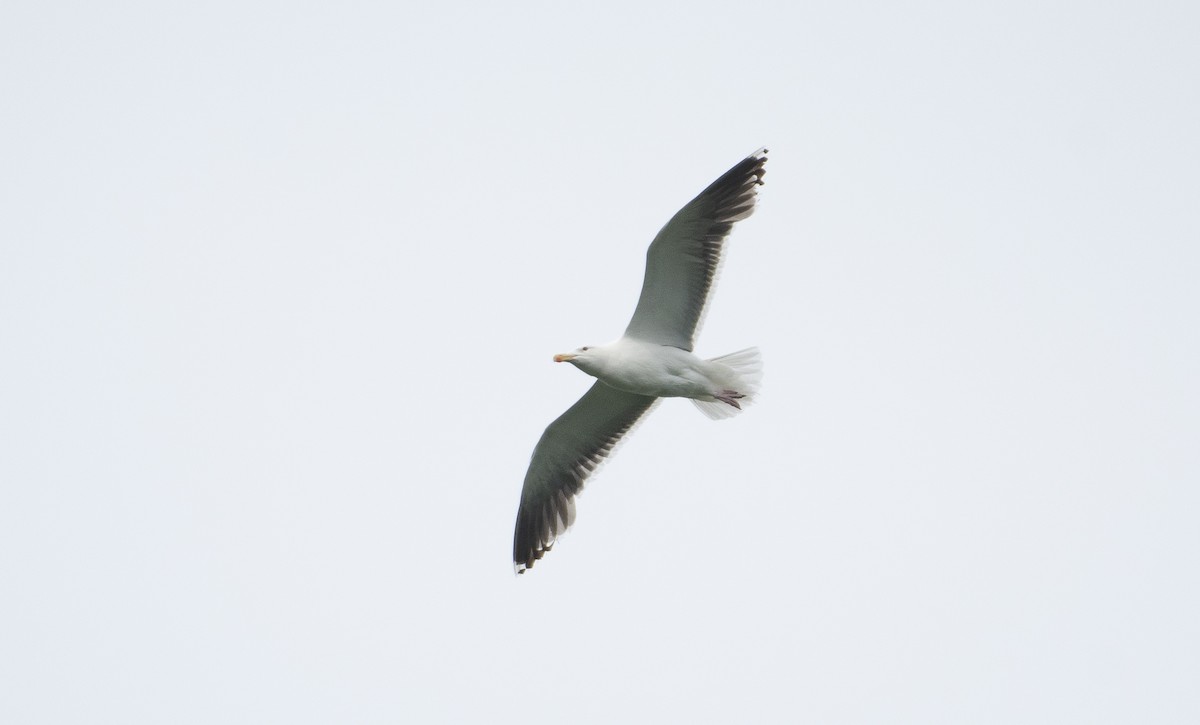 Great Black-backed Gull - ML623169160