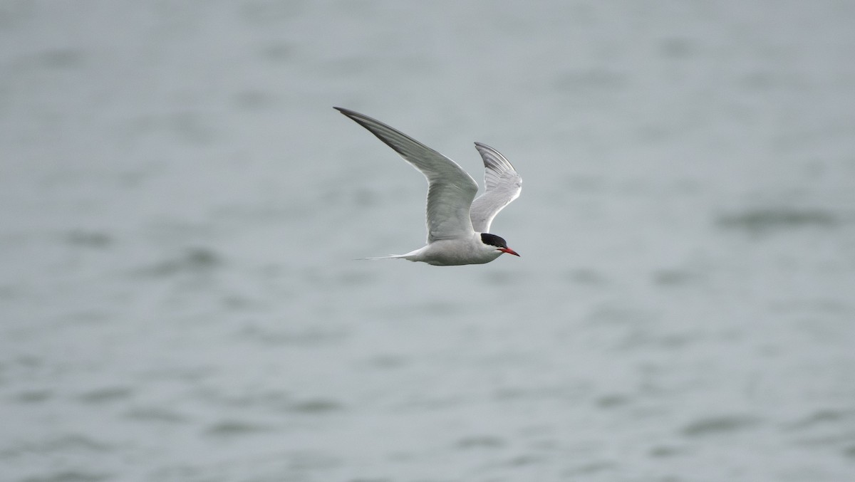 Common Tern - ML623169166