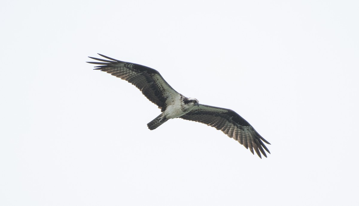 Osprey - ML623169171