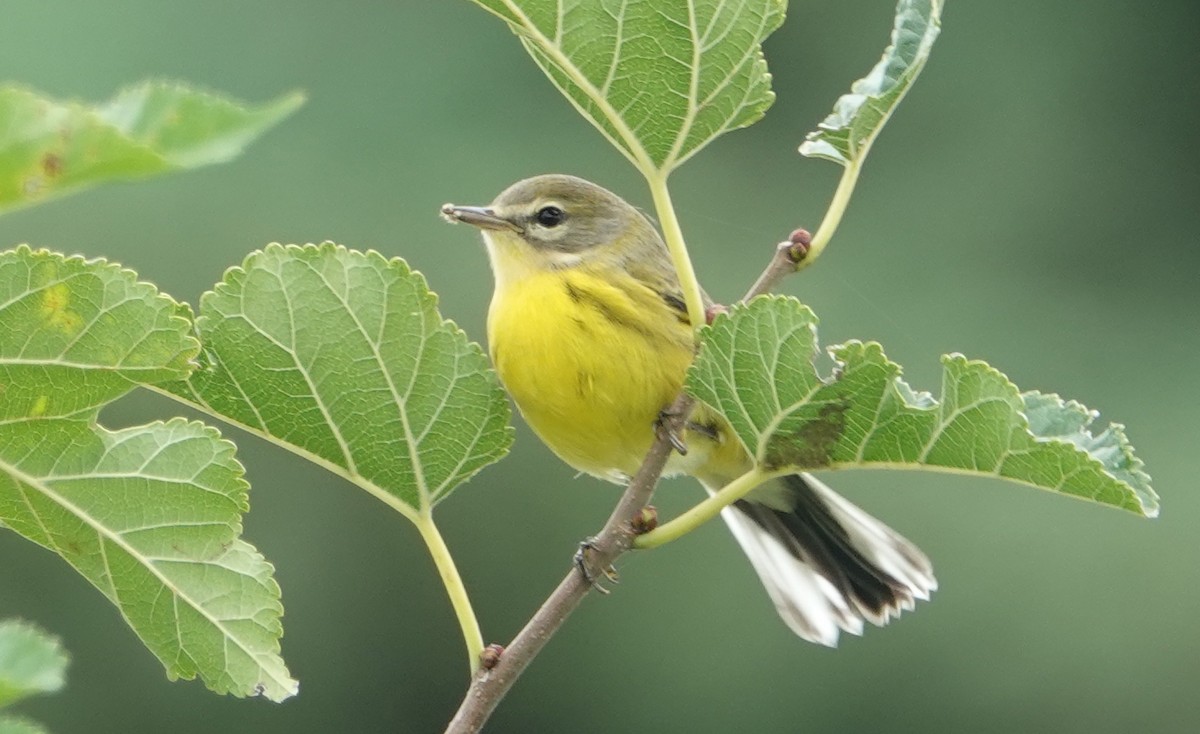 Prairie Warbler - ML623169173