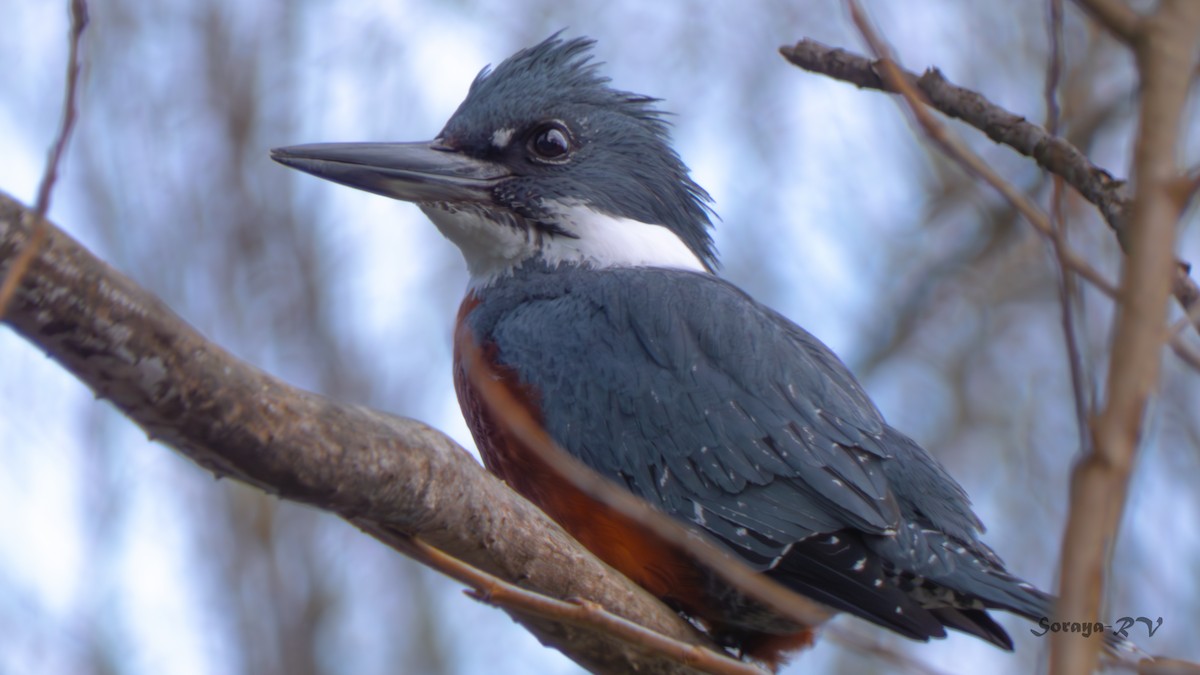 Ringed Kingfisher - ML623169180