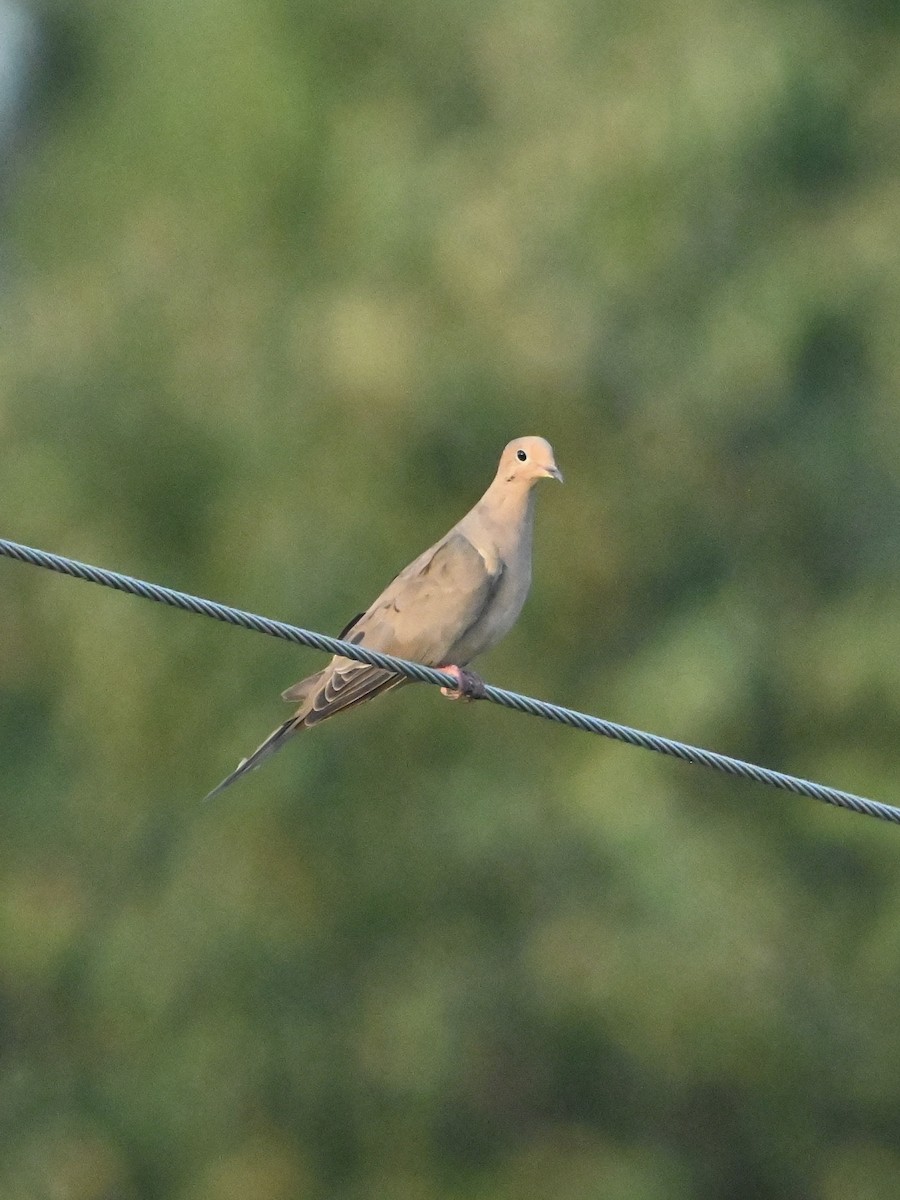 Mourning Dove - ML623169181