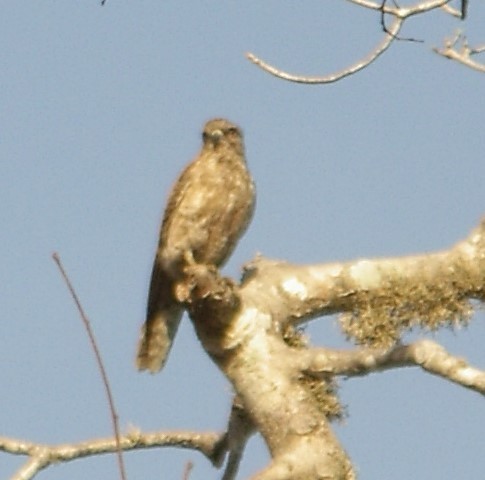 Madagascar Sparrowhawk - ML623169296