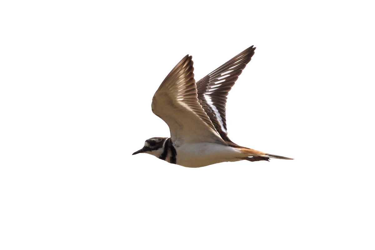 Killdeer - ML623169368