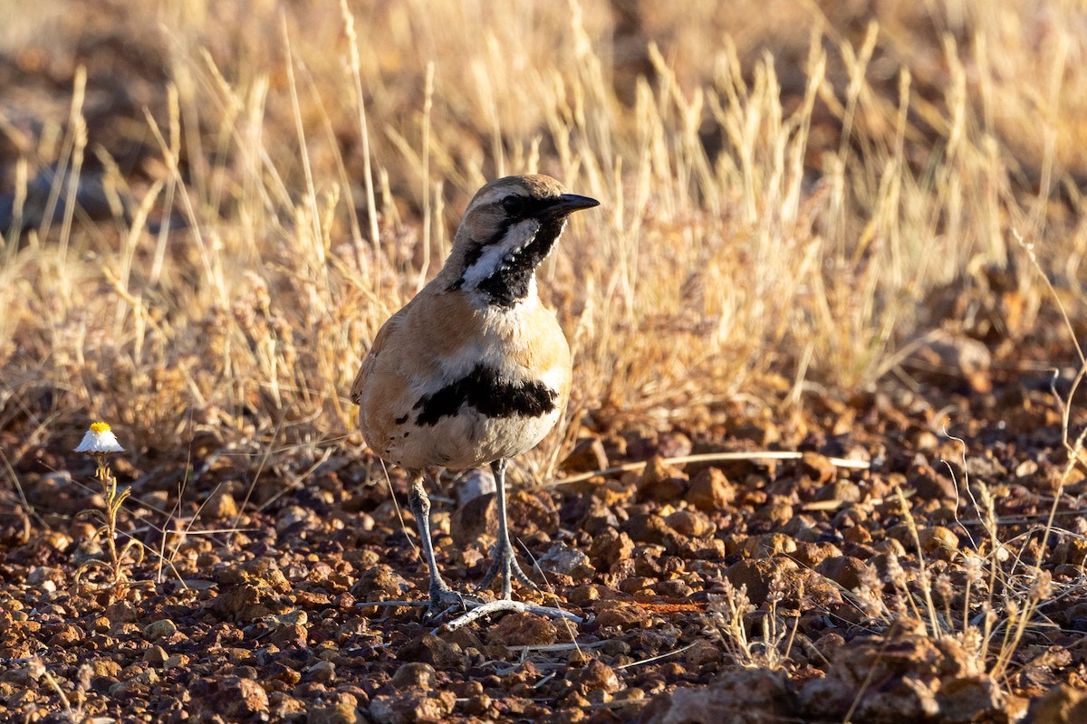 Cinnamon Quail-thrush - ML623169494