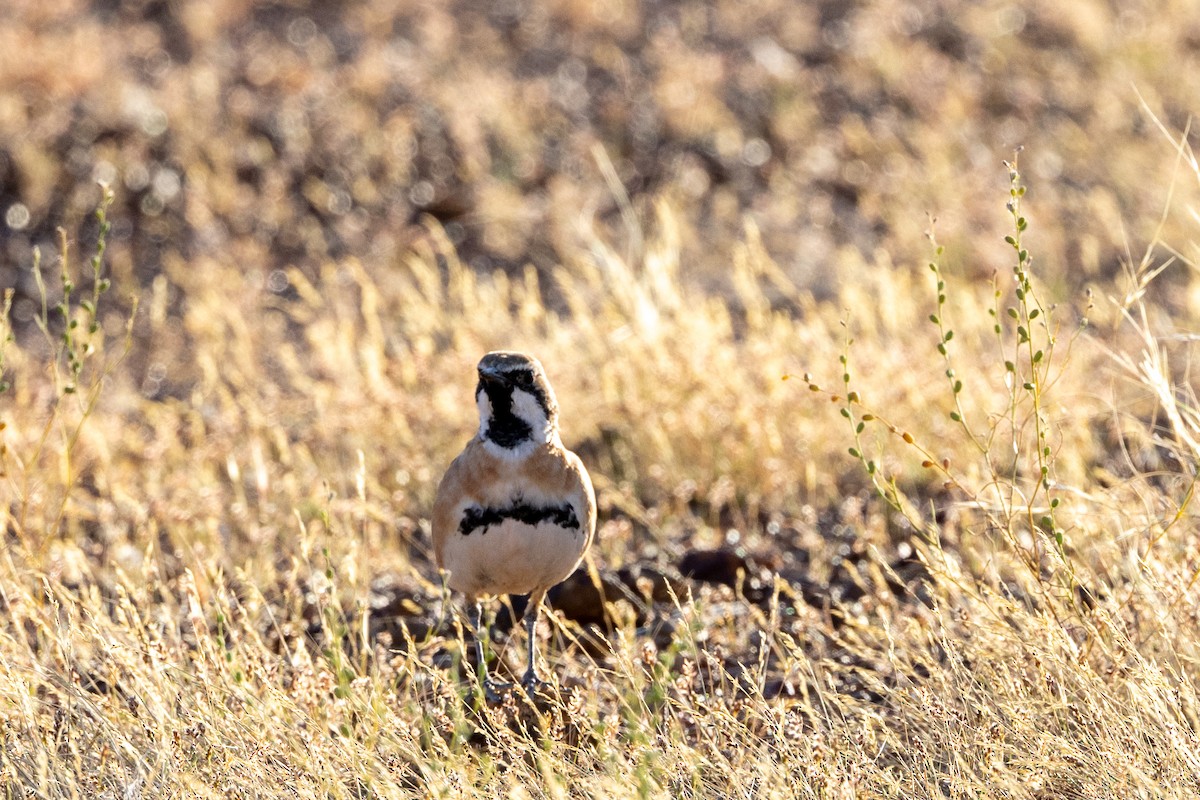 Cinnamon Quail-thrush - ML623169495